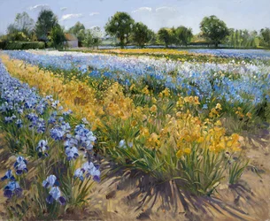 Iris bij Burgate